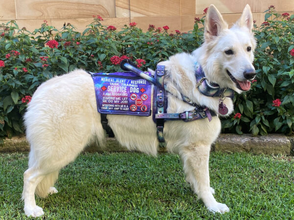 Service Dog Queensland