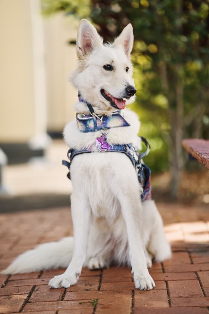 Service Dogs Queensland Faith