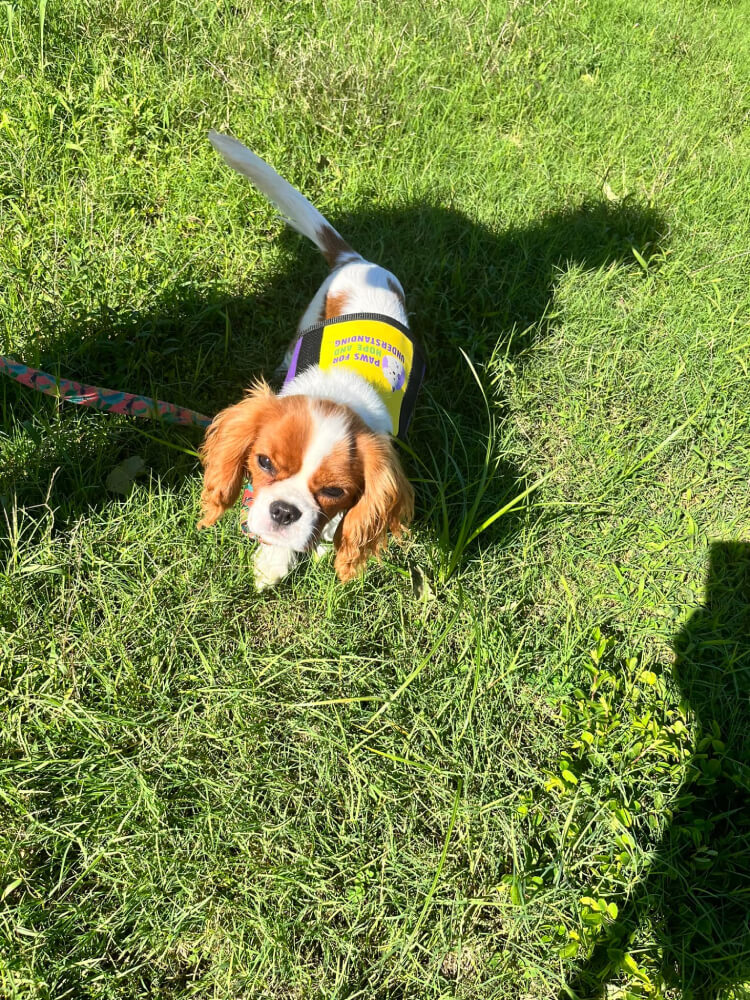 Service Dogs Queensland Hope