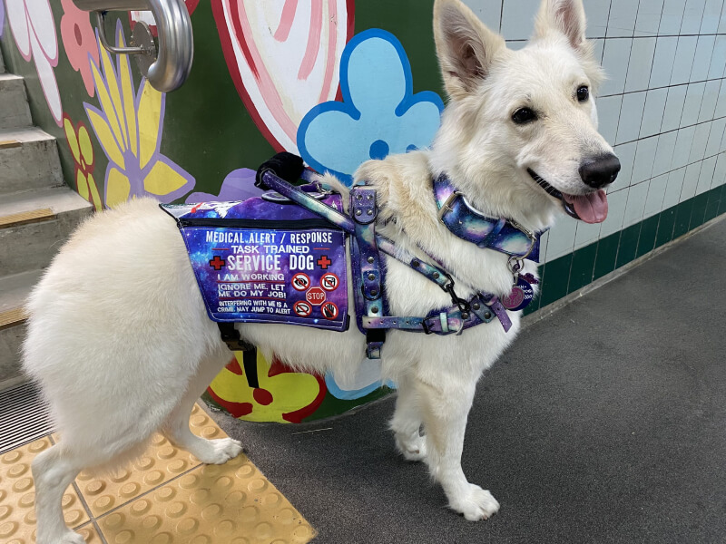 Service Dogs Queensland