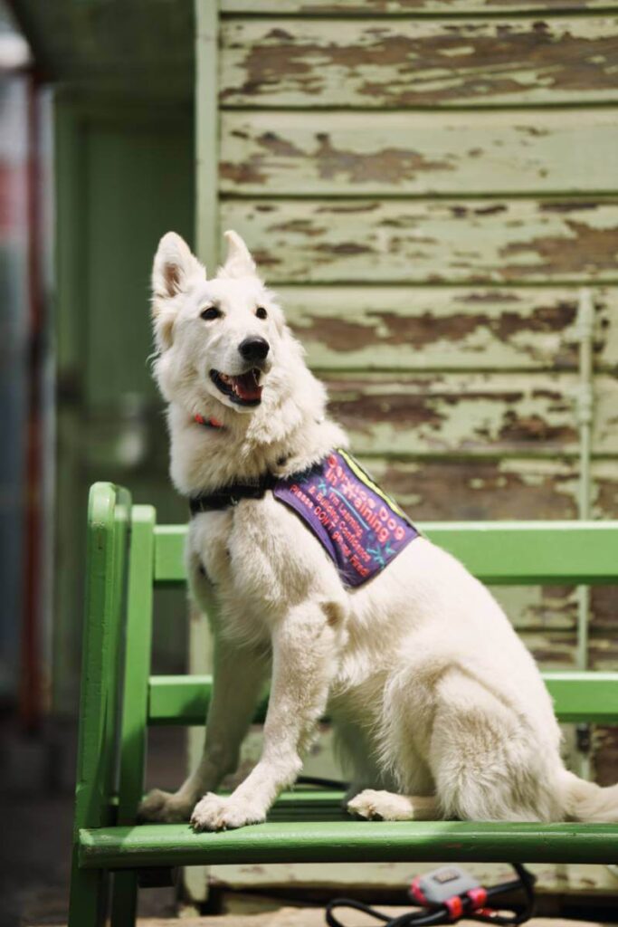 Service Dog Raven